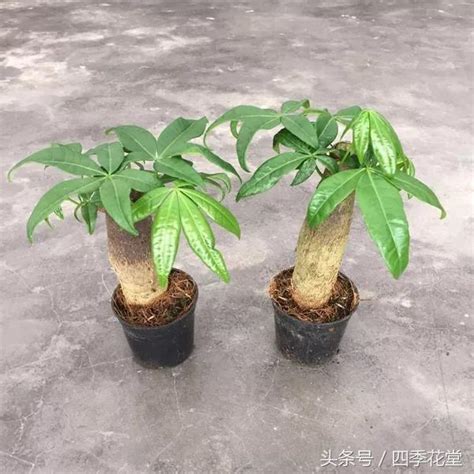 兩個下巴 發財樹繁殖